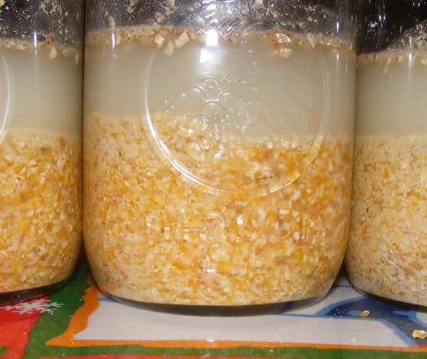 Fermenting Corn Mash