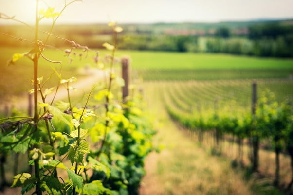 farm landscape wine